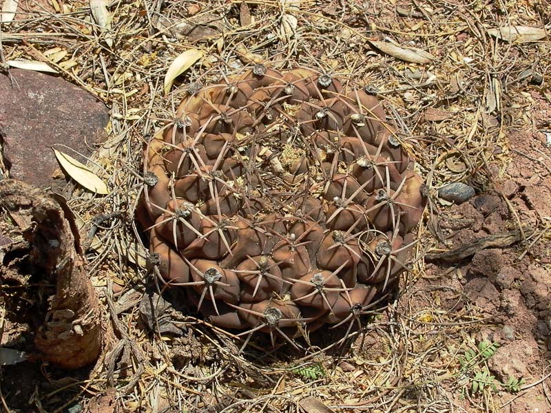 Gymnocalycium schickendantzii v. delaetii